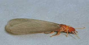 Alate Winged Termite