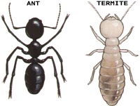 Difference between Ants and Termites