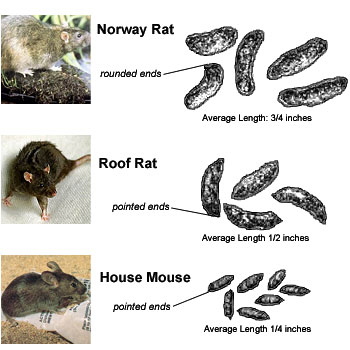 Rat Identification