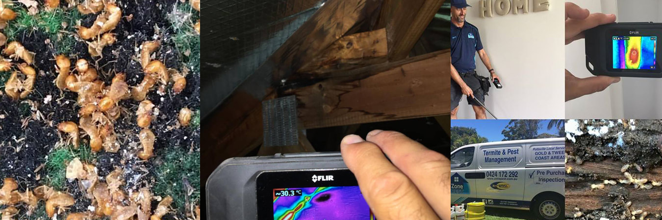 Flir thermal camera termite inspections