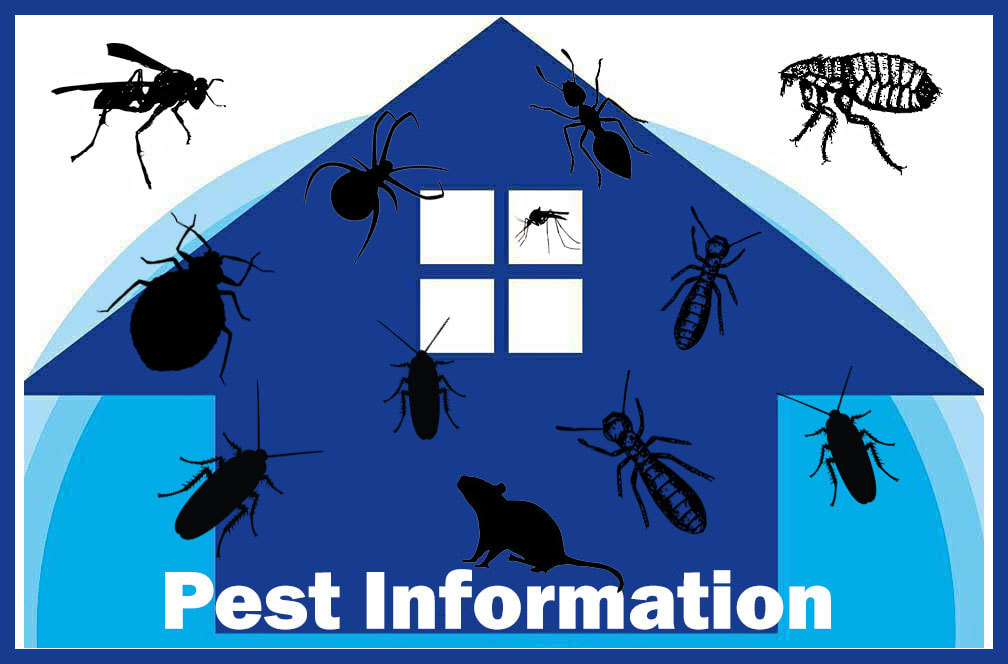 Zone Pest Control Pest Information