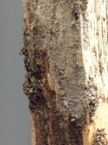 Termite Activity