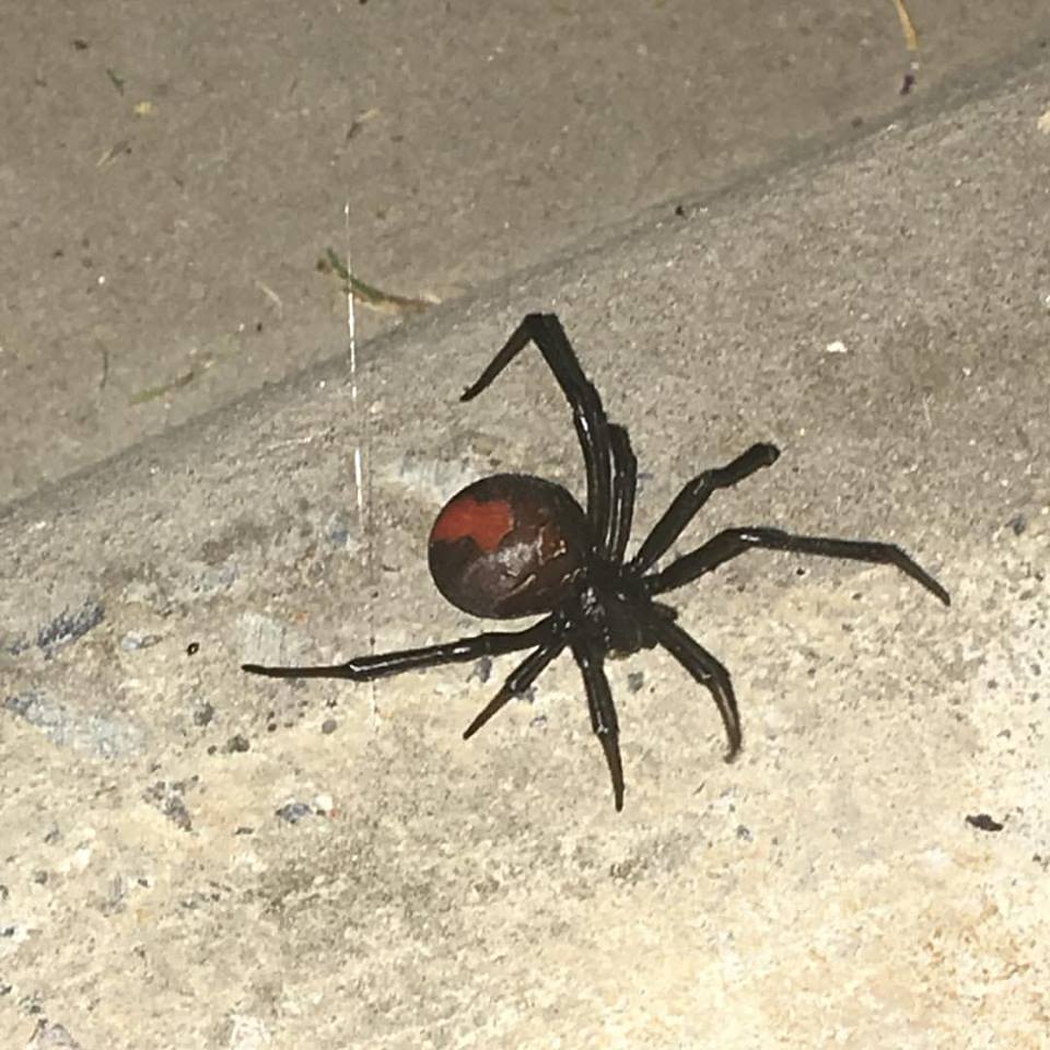 Redback Spider found on Murwillumbah pest control job