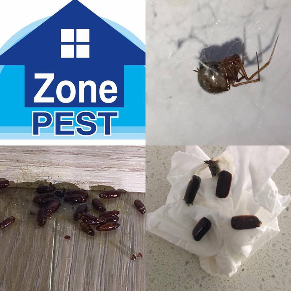 Zone Pest Control