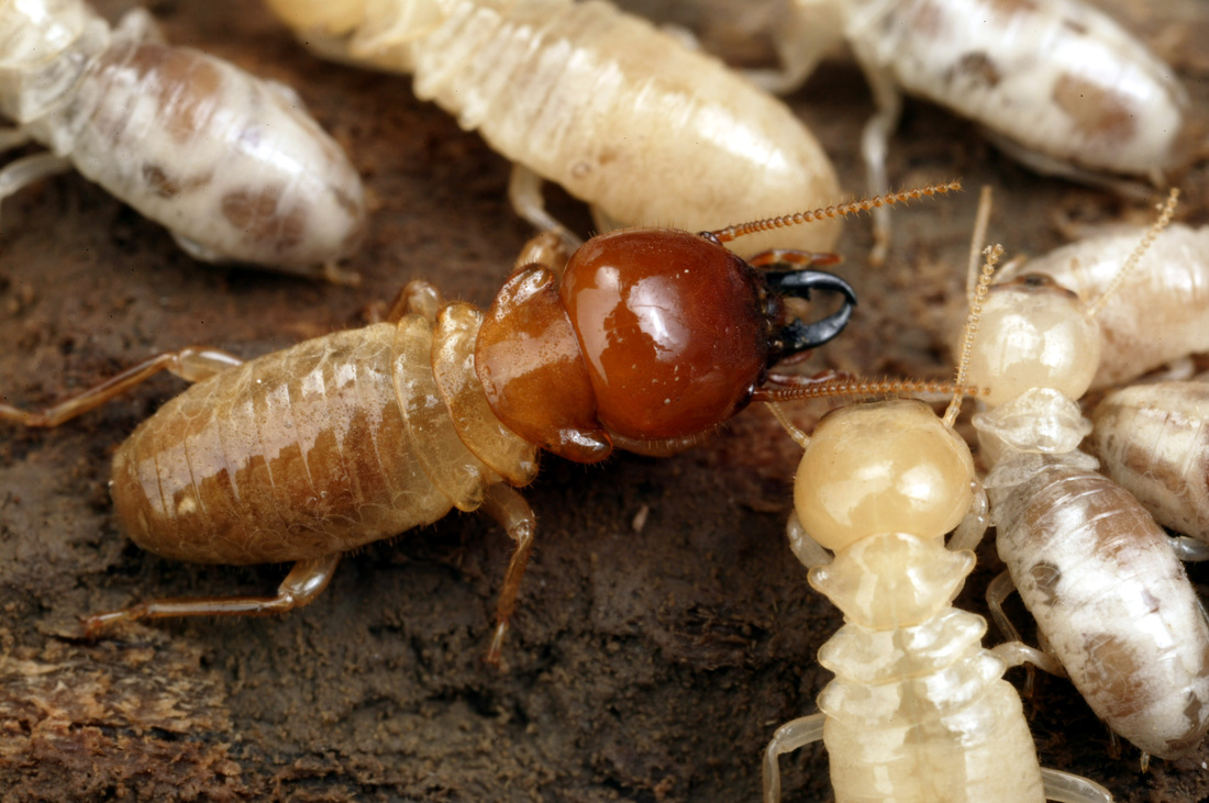 Soldier and Worker Termites