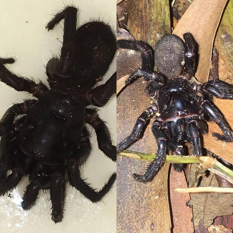 Funnel Web spider found on Gold Coast pest control job