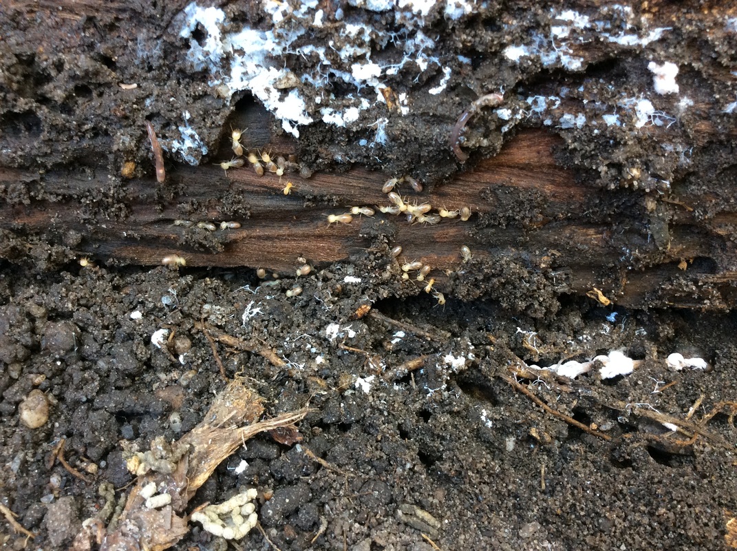 Evidence of Termites on the ground