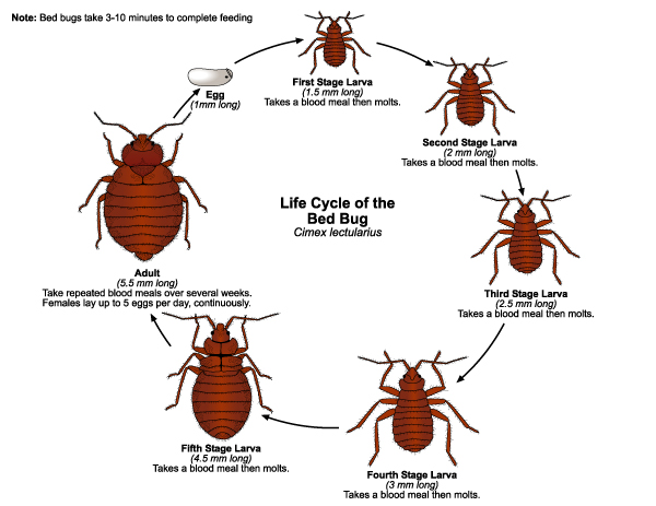 Bed Bugs Cycle