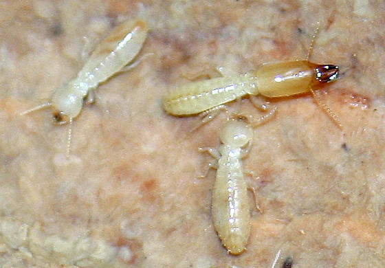 Heterotermes Termite Species