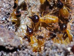 Nasutitermes Termite Species