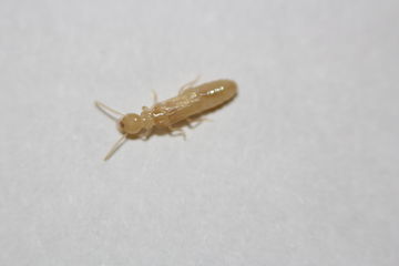 Reproductive Termite