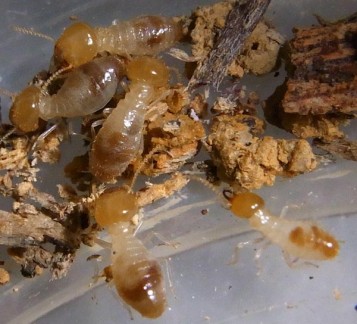 Microtermes Termites