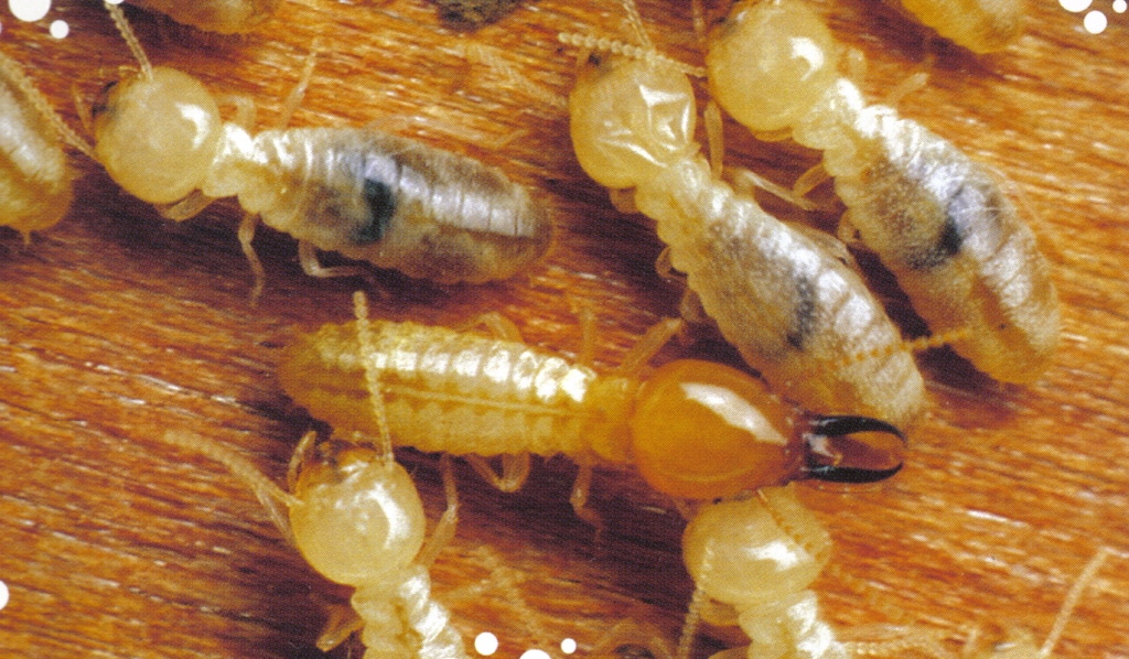 Termite Species Coptotermes