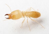 Soldier Termite