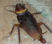 Cockroach Pest Control Management