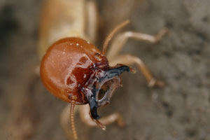 Mastotermes Soldier Termites
