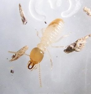 Termite Species