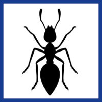 Zone Pest Ant Management