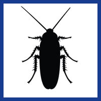 Zone Pest Cockroach Management