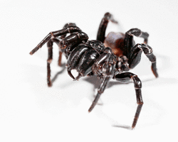 Pest Control Treatment for spiders