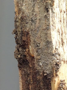 Termite damage in Tweed Heads property