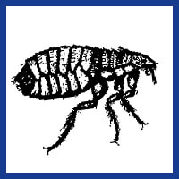 Zone Pest Get Rid of Fleas