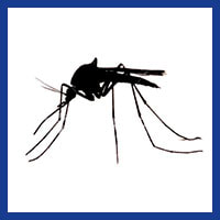 Zone Pest mosquito management