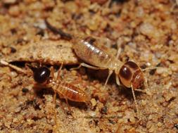 Termite Species