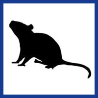 Zone Pest Get Rid of Rodents
