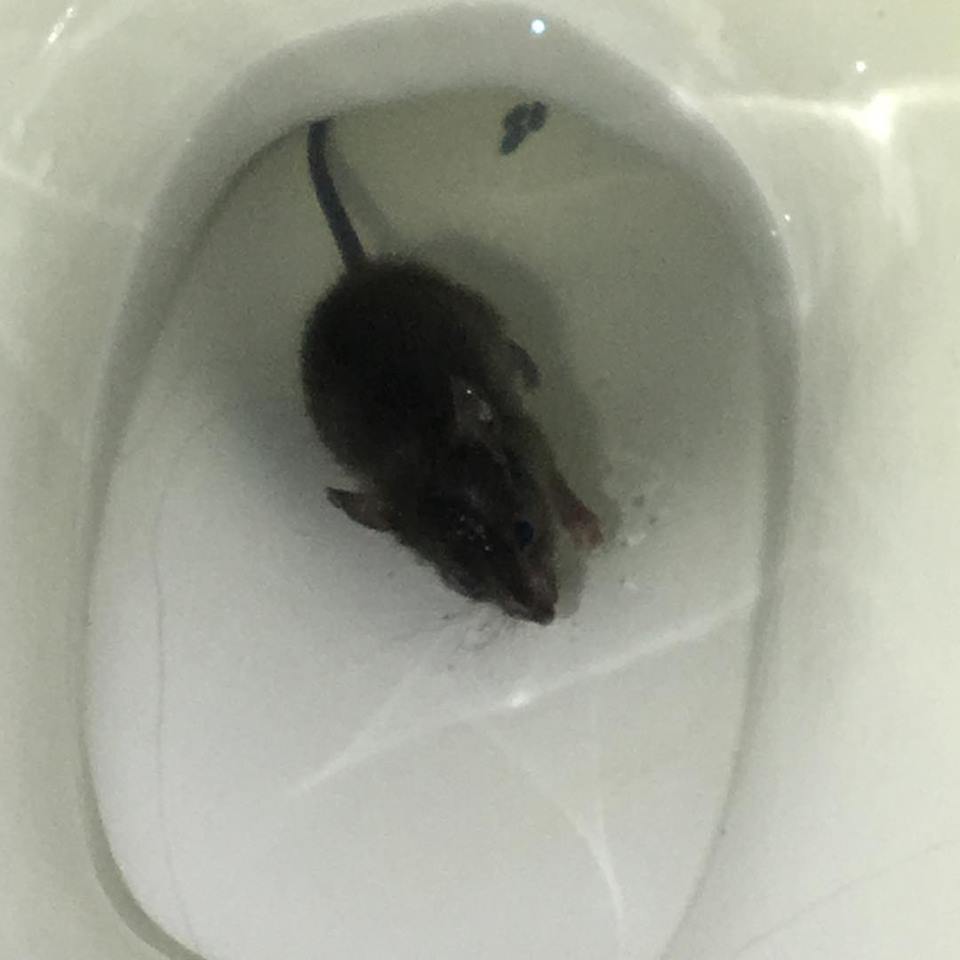 Rodent in a toilet found on Tweed Heads Pest Control job
