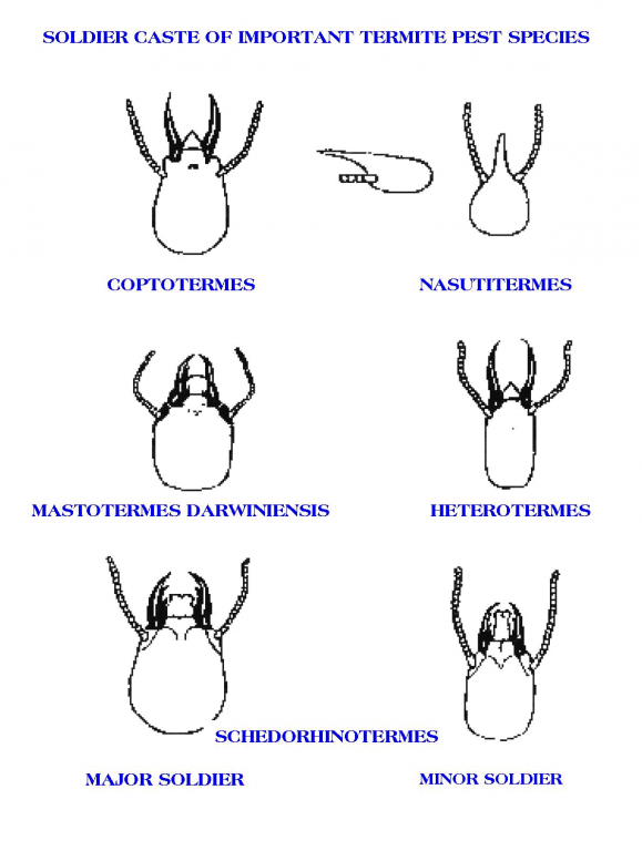 Termite Species Differences