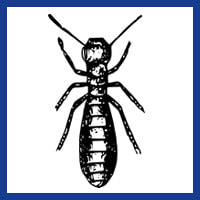 Zone Pest Termite Management