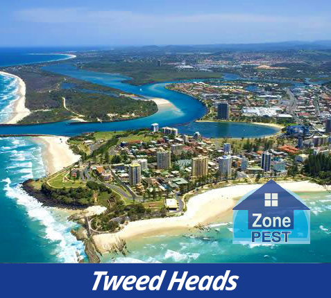 Tweed Heads Termite and Pest Control