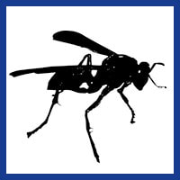 Zone Pest Wasps management