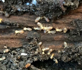 Casuarina Termite Management